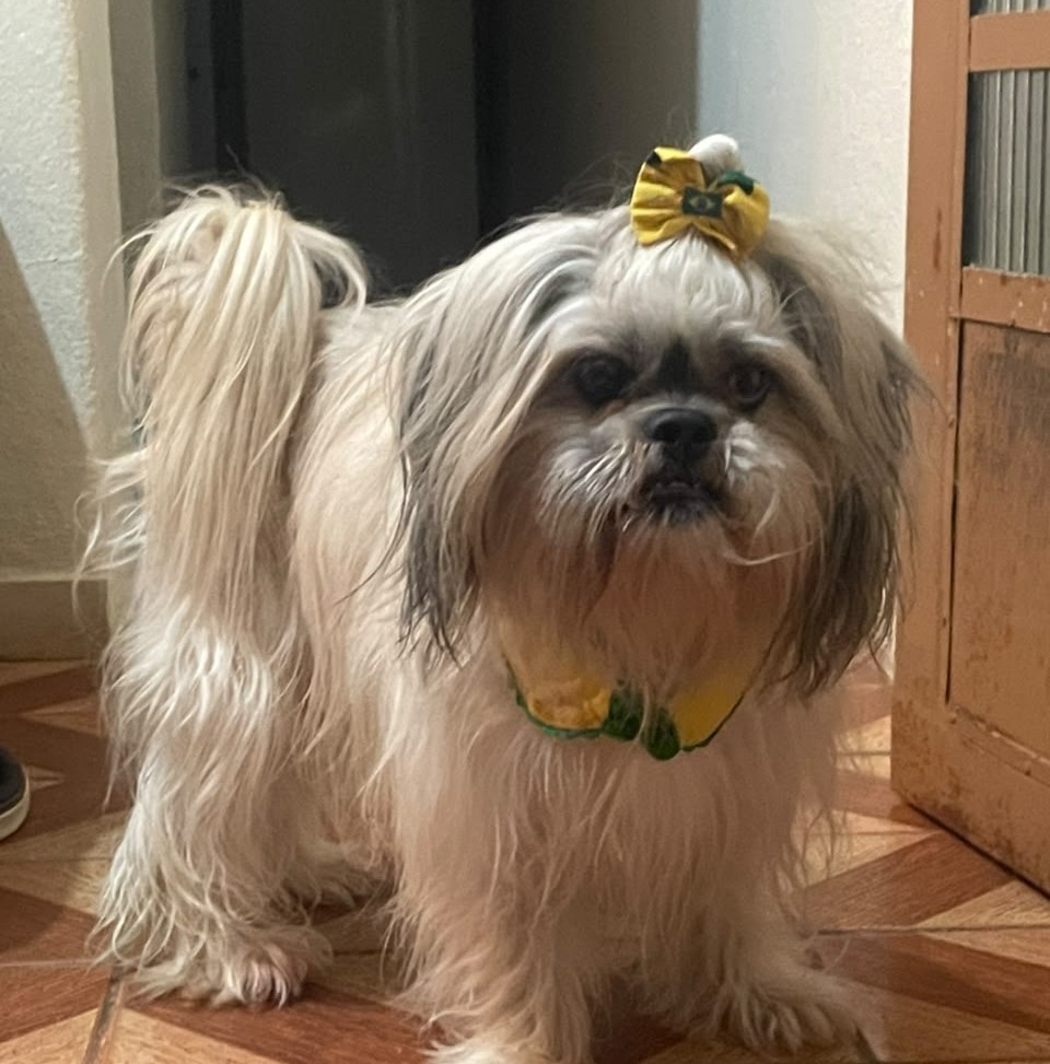 Pets cuidados com carinho