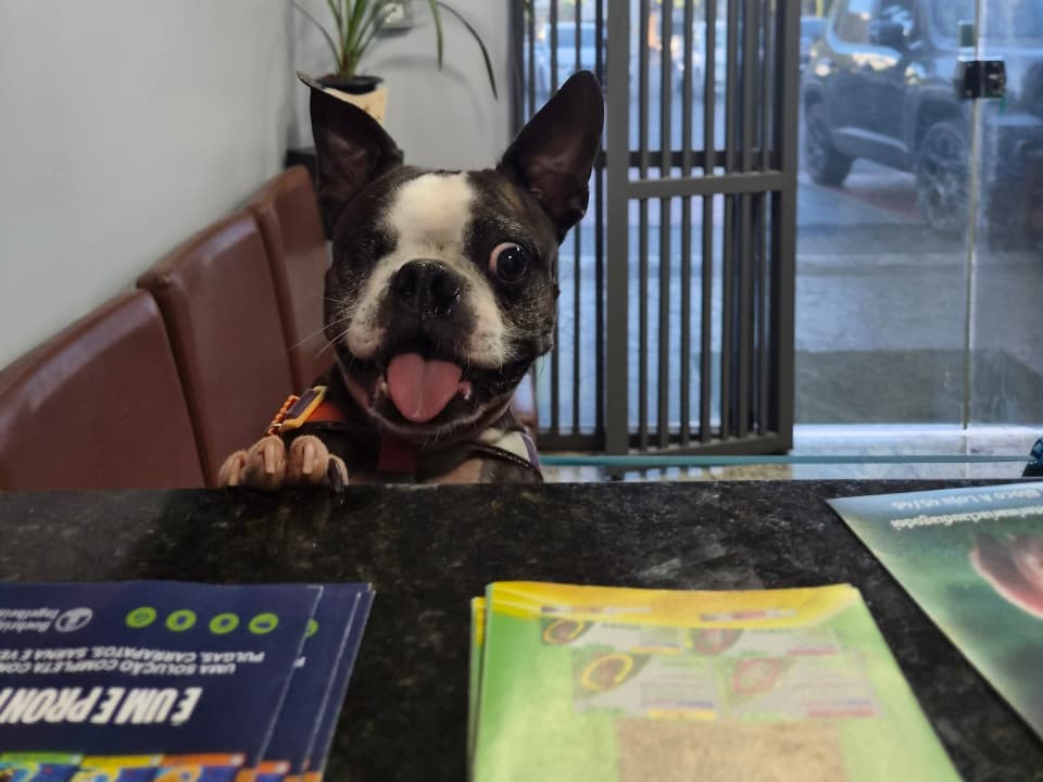 Pets cuidados com carinho
