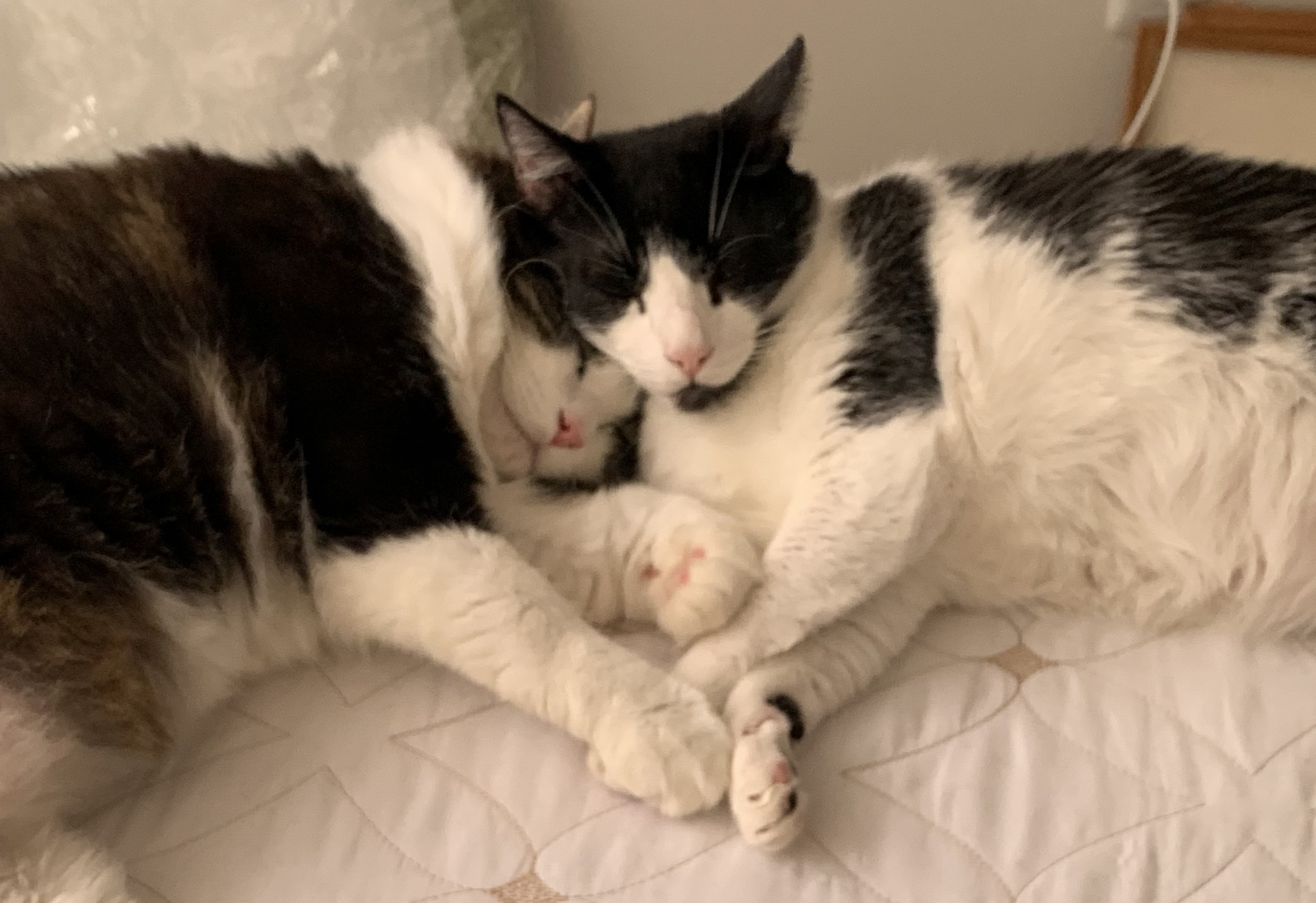Pets cuidados com carinho