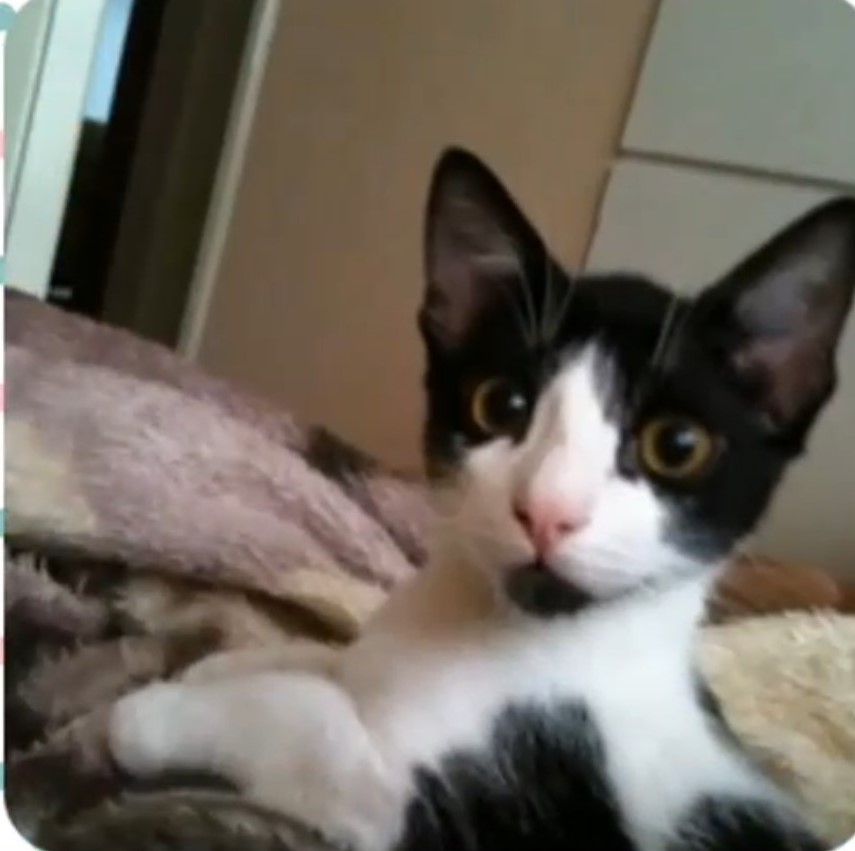 Pets cuidados com carinho